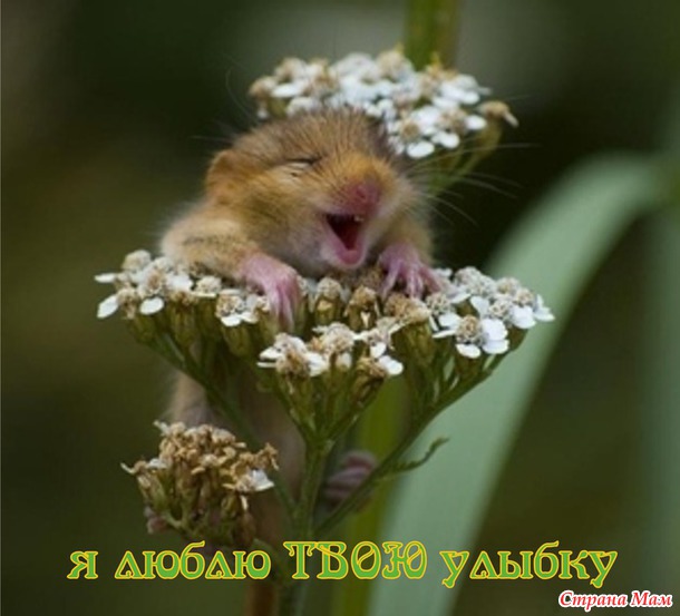 55 причин почему я люблю тебя! (55 картинок)