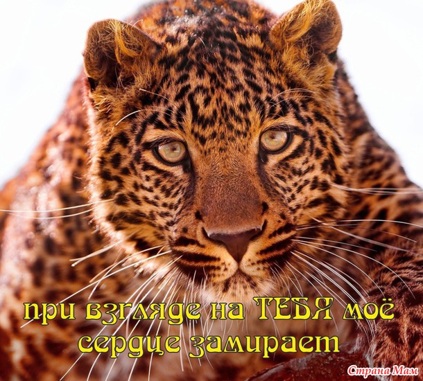55 причин почему я люблю тебя! (55 картинок)