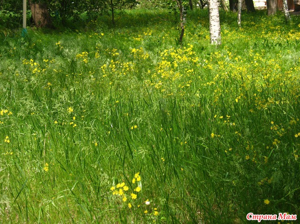 Весенний парк