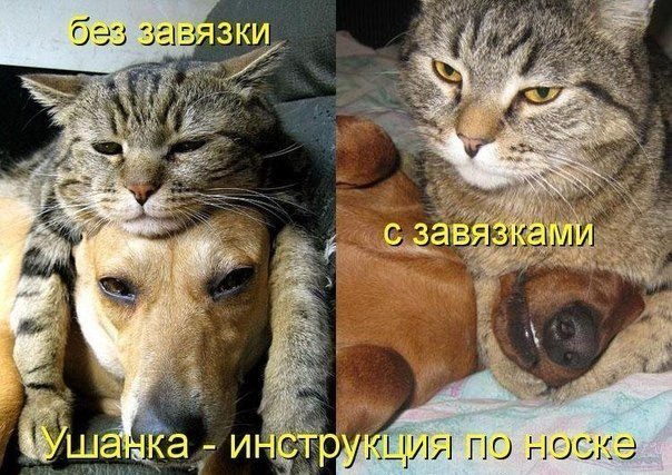Ты мой миленький хорошенький мой котик