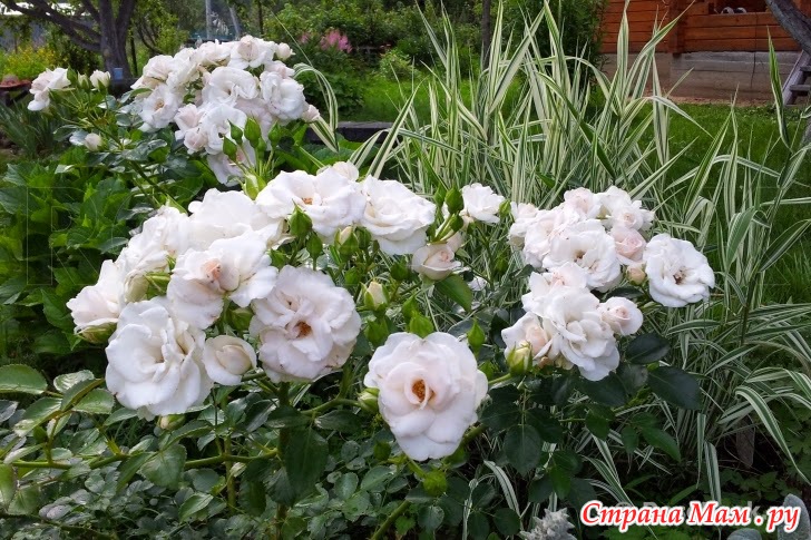 Роза "Аспирин" / Aspirin Rose (TANiripsa, Aspirin-Rose, Glacier Magic ...