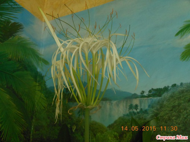 ������ � ���������� ������������ ���������