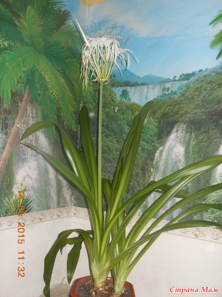 ������ � ���������� ������������ ���������