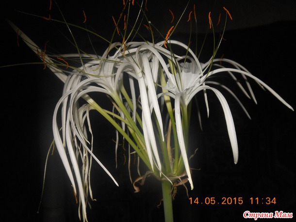 ������ � ���������� ������������ ���������