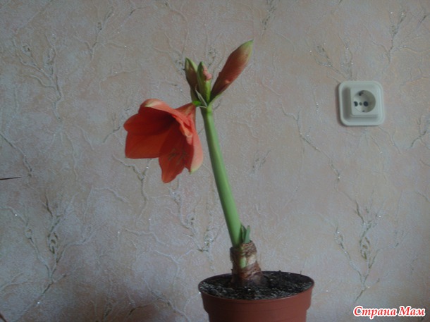 Хроники Нараньи