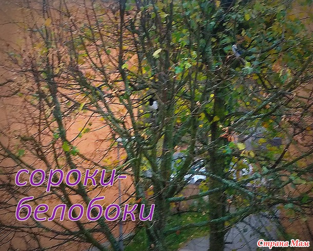      ( 2 )