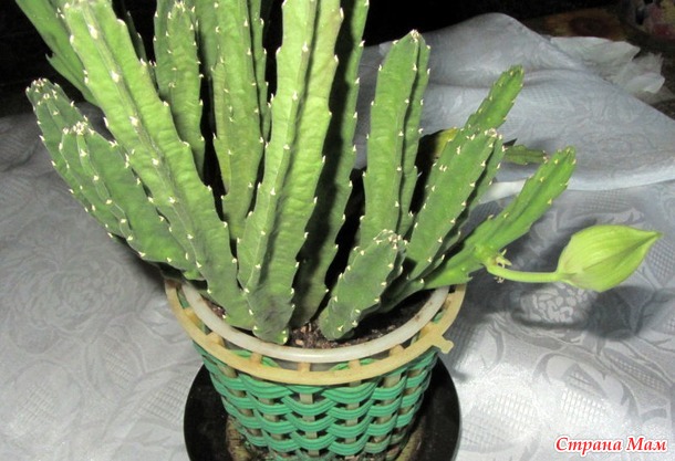 ��������. ������ �� �����������.