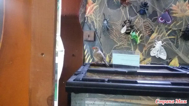 Зоопарк бугагашечка