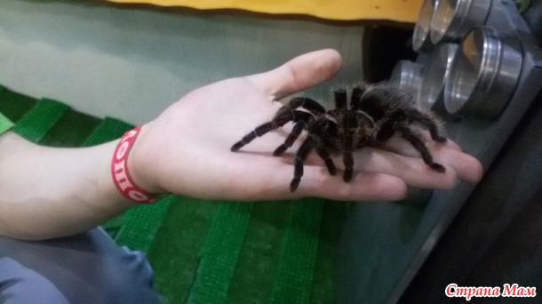 Зоопарк бугагашечка