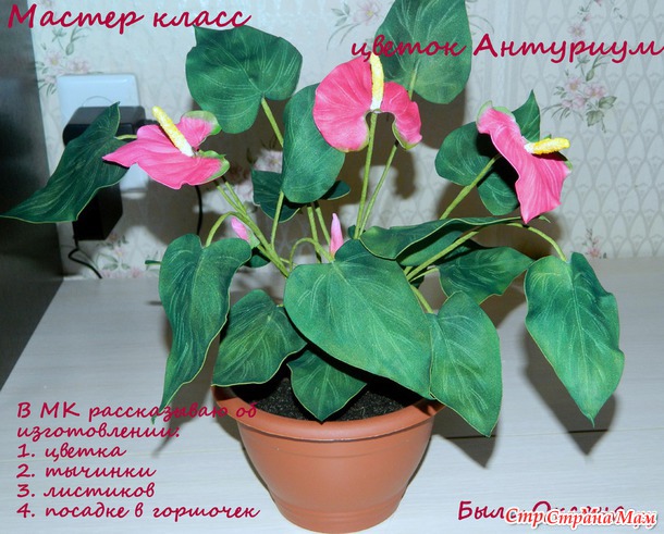 МК Антуриум