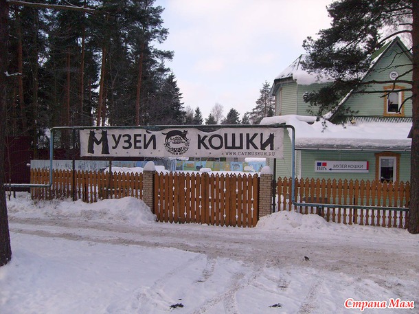 Самые кошачьи места Петербурга