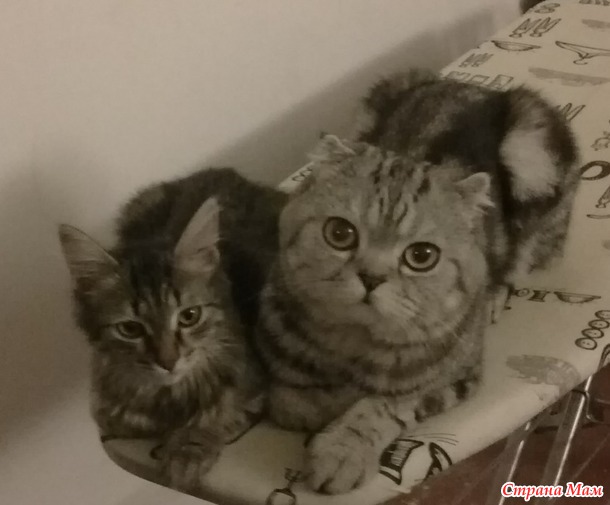 И все таки она белка под кофеином. Макси и Жуль - котоприключения)