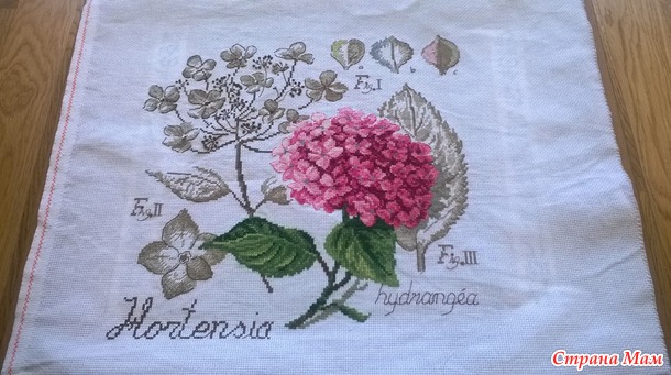 Etude botanique de l'hortensia  Veronique Enginger -       