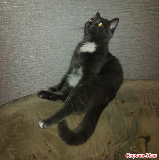 Наше животное!