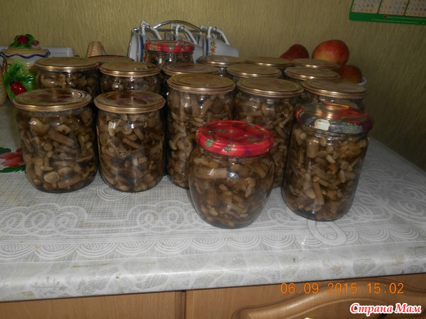 А вот и опятки нарисовались