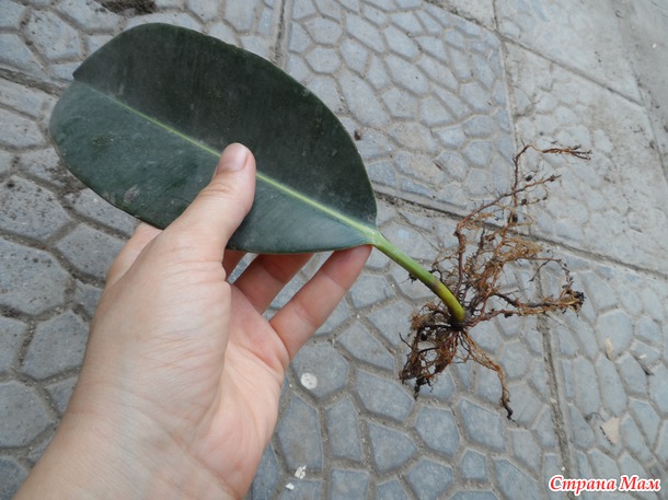 Растет ли Фикус из листочка?