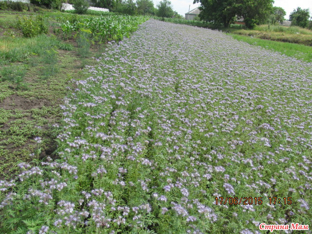 Фацелия на грядке. Физалия сидерат. Фацелия пижмолистная семена. Фацелия газон. Сидераты для огорода фацелия.