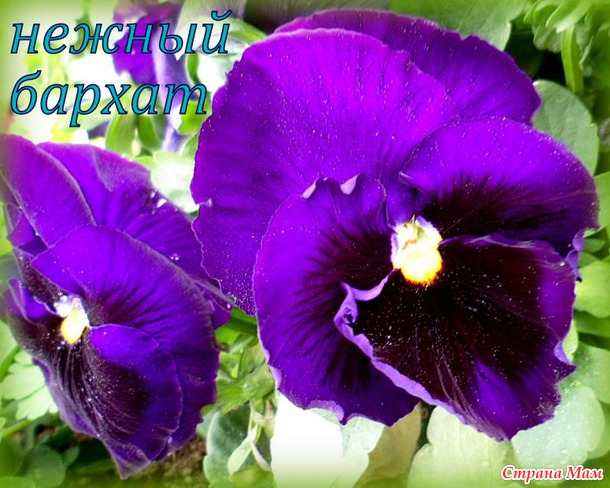 Анютины глазки - любимые цветы...