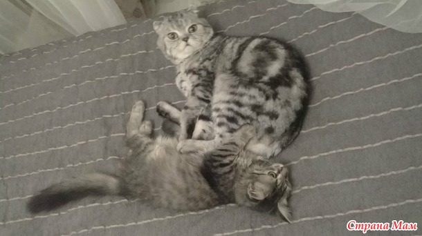 Пара эпизодов из жизни моей котобанды. Макси и Жульен.