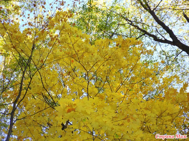 �������� "�����"