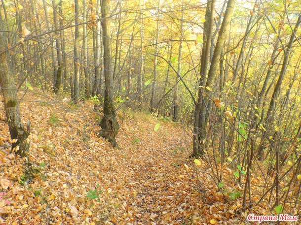 �������� "�����"