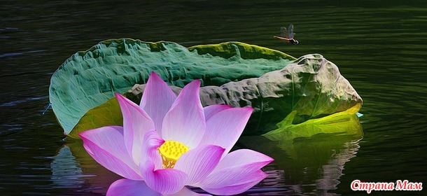 Невероятно красивые цветы фотографа из Вьетнама Duong Quoc Dinh