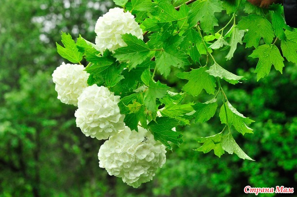 Снежные комья на калиновом кусту