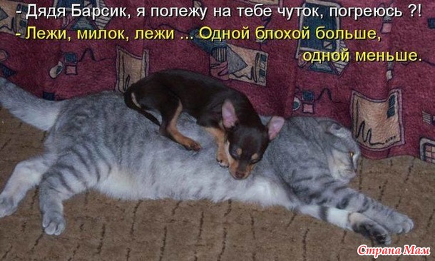 Март. На крыше сидят кот с котихой и орут. Кот: - Я за тебя готов жизнь отдать! Кошка: - Сколько раз?