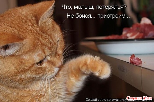 Март. На крыше сидят кот с котихой и орут. Кот: - Я за тебя готов жизнь отдать! Кошка: - Сколько раз?