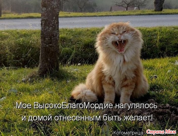 Март. На крыше сидят кот с котихой и орут. Кот: - Я за тебя готов жизнь отдать! Кошка: - Сколько раз?