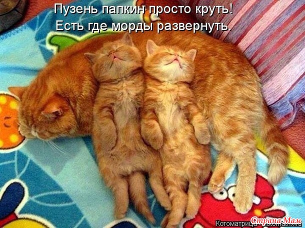 Март. На крыше сидят кот с котихой и орут. Кот: - Я за тебя готов жизнь отдать! Кошка: - Сколько раз?