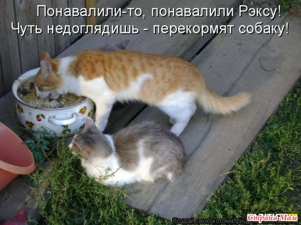 Март. На крыше сидят кот с котихой и орут. Кот: - Я за тебя готов жизнь отдать! Кошка: - Сколько раз?