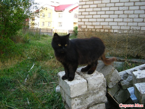 Моя мелкая хвостатая банда =) (Осторожно, много фото ;))