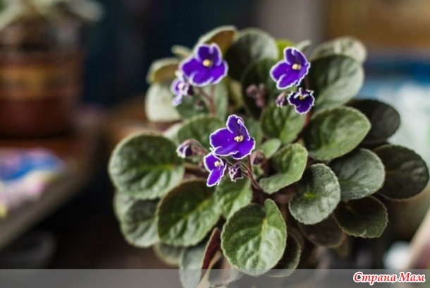 Как ухаживать за фиалками: 7 правил