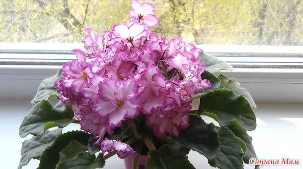 Цветы.