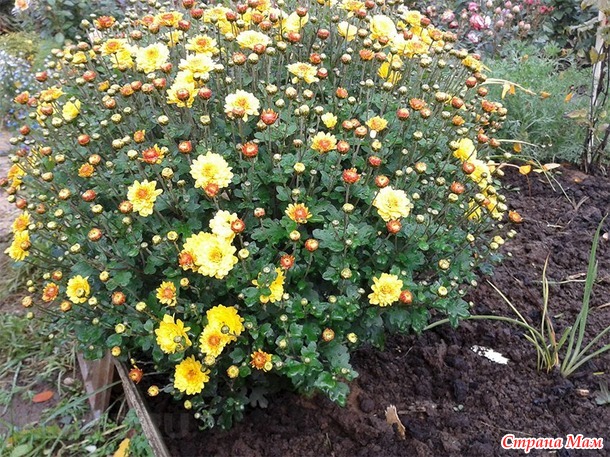 Шаровидные хризантемы в саду: посадка и уход