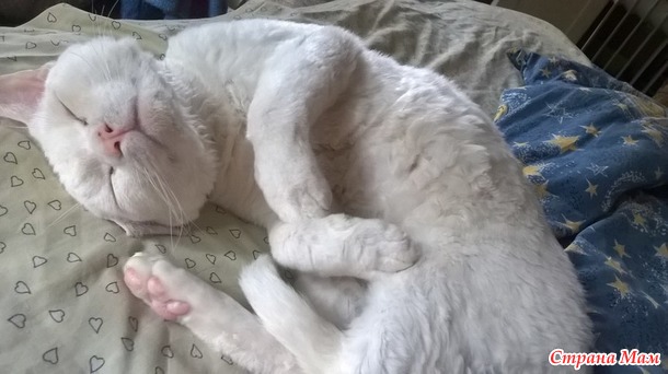 Снуды. Много снудов.