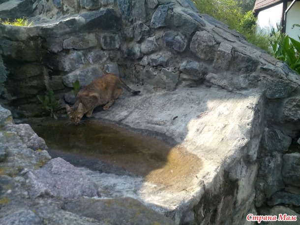 Водный сад и его обитатели