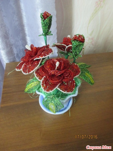 Гибискус