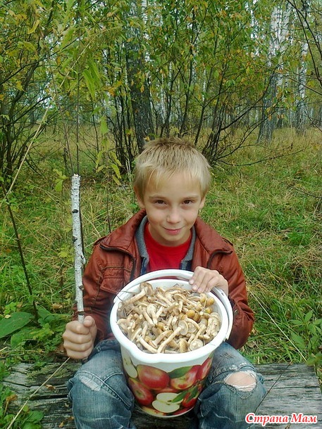 Ода Опятам!)))