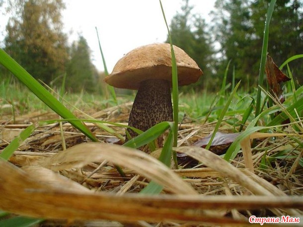 Грибное настроение!!!