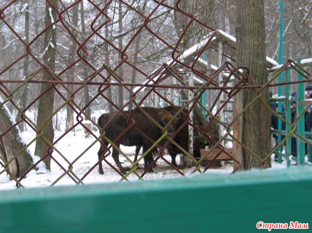 Приокско-террасный заповедник, или один день в зубровом питомнике
