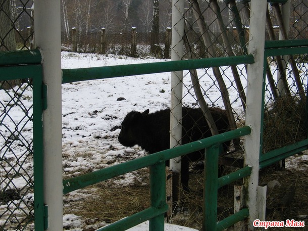 Приокско-террасный заповедник, или один день в зубровом питомнике