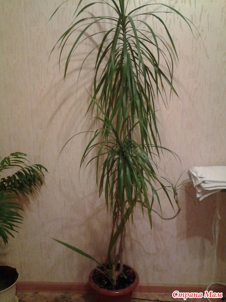 Dracaena roste křivě. co dělat?