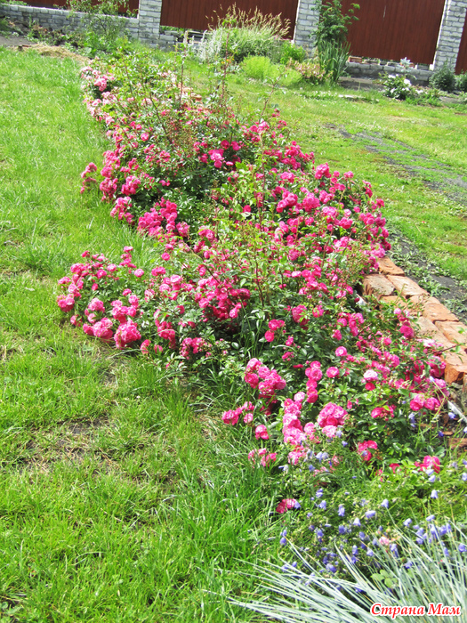 Роза почвопокровная лавли фейри фото и описание