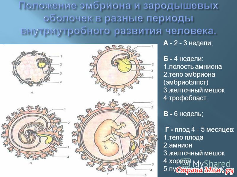 Эмбриональное развитие строение. Амнион желточный мешок аллантоис хорион и плацента. Зародышевые оболочки желточный мешок. Строение зародыша хорион амнион. Строение зародыша эмбриона человек.