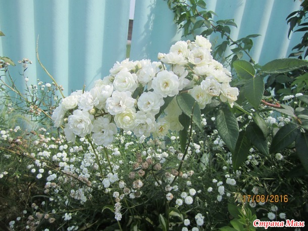 Мой любимый розовый садик