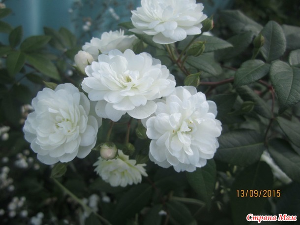 Мой любимый розовый садик