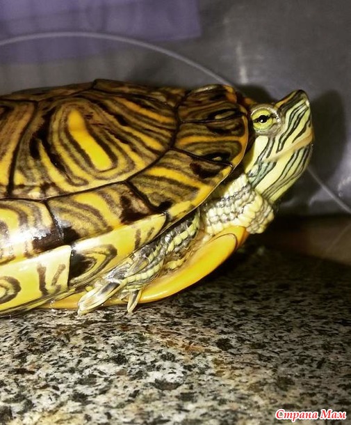 Я на солнышке сижу.. - Страна Мам