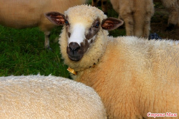 6  интересных фактов об овцах.